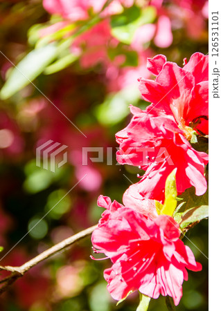 明るい春の日差しの下の満開の赤色のつつじ　ロンドン郊外のリッチモンド・パークにて 126531101