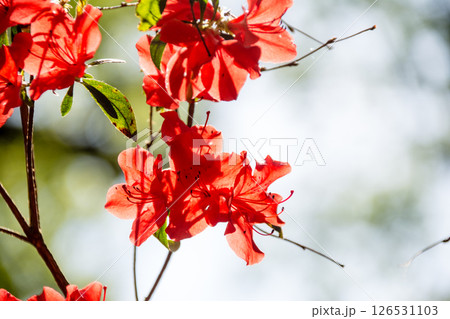 明るい春の日差しの下の満開の赤色のつつじ　ロンドン郊外のリッチモンド・パークにて 126531103