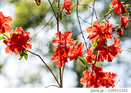 明るい春の日差しの下の満開の赤色のつつじ　ロンドン郊外のリッチモンド・パークにて 126531105