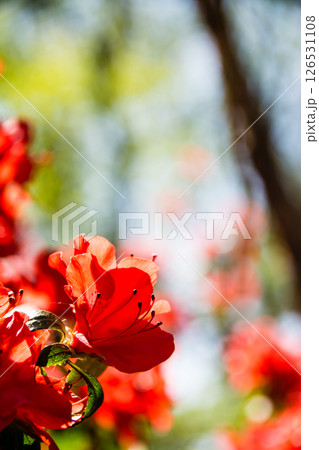 明るい春の日差しの下の満開の赤色のつつじ　ロンドン郊外のリッチモンド・パークにて 126531108