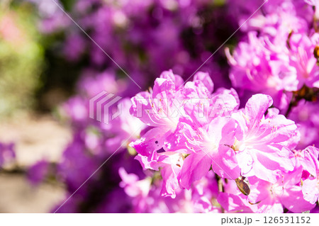 明るい春の日差しの下の満開の赤紫色のつつじ　ロンドン郊外のリッチモンド・パークにて 126531152