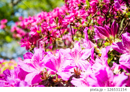 明るい春の日差しの下の満開の赤紫色のつつじ　ロンドン郊外のリッチモンド・パークにて 126531154