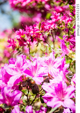 明るい春の日差しの下の満開の赤紫色のつつじ　ロンドン郊外のリッチモンド・パークにて 126531155