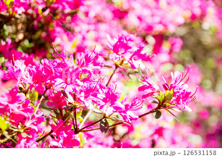 明るい春の日差しの下の満開の赤紫色のつつじ　ロンドン郊外のリッチモンド・パークにて 126531158