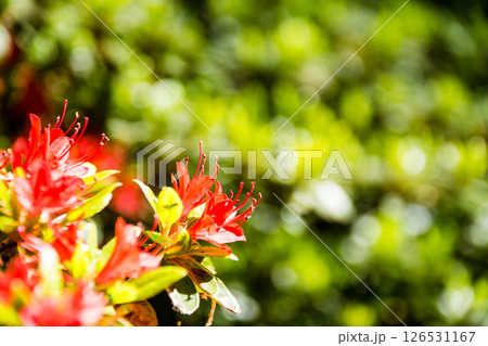 明るい春の日差しの下の満開の赤色のつつじ　ロンドン郊外のリッチモンド・パークにて 126531167
