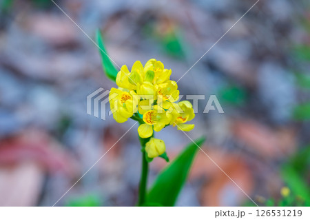 春を告げるキンランの黄色い花 春を告げるキンランの黄色い花 126531219