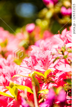 明るい春の日差しの下の満開の赤紫色のつつじ　ロンドン郊外のリッチモンド・パークにて 126531315