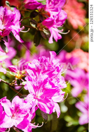 明るい春の日差しの下の満開の赤紫色のつつじ　ロンドン郊外のリッチモンド・パークにて 126531324