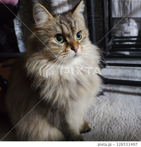 我が家の猫 我が家の猫 126531497