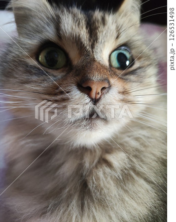 我が家の猫 我が家の猫 126531498