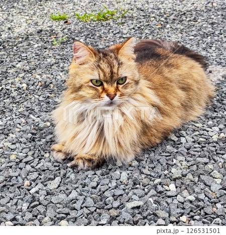 我が家の猫 126531501