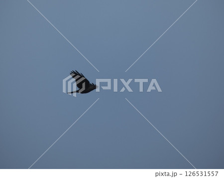 飛翔するカラス、東京都大田区「多摩川河川敷」 126531557