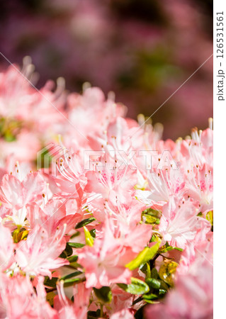明るい春の日差しの下の満開の薄赤色のつつじ ロンドン郊外のリッチモンド・パークにて 明るい春の日差しの下の満開の薄赤色のつつじ ロンドン郊外のリッチモンド・パークにて 126531561