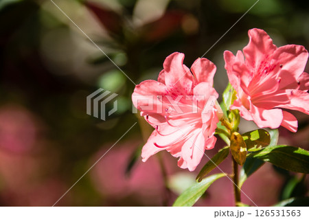 明るい春の日差しの下の満開の薄赤色のつつじ　ロンドン郊外のリッチモンド・パークにて 126531563