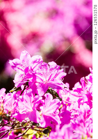 明るい春の日差しの下の満開の赤紫色のつつじ ロンドン郊外のリッチモンド・パークにて 明るい春の日差しの下の満開の赤紫色のつつじ ロンドン郊外のリッチモンド・パークにて 126531578