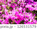 明るい春の日差しの下の満開の赤紫色のつつじ　ロンドン郊外のリッチモンド・パークにて 126531579