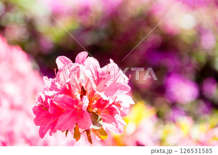 明るい春の日差しの下の満開の赤紫色のつつじ ロンドン郊外のリッチモンド・パークにて 明るい春の日差しの下の満開の赤紫色のつつじ ロンドン郊外のリッチモンド・パークにて 126531585