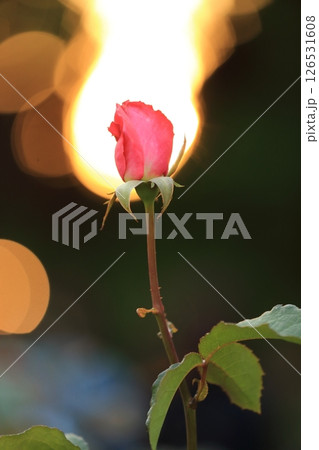 燃えるような赤いバラの花 126531608