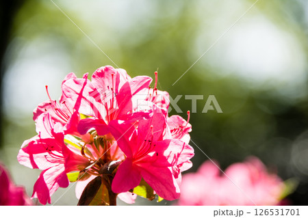 明るい春の日差しの下の満開の赤紫色のつつじ　ロンドン郊外のリッチモンド・パークにて 126531701