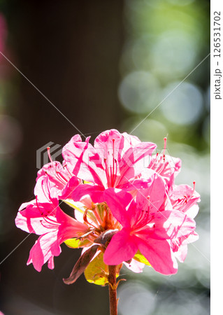 明るい春の日差しの下の満開の赤紫色のつつじ　ロンドン郊外のリッチモンド・パークにて 126531702