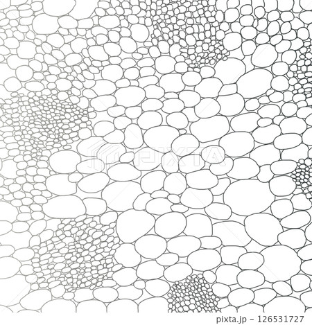 茎の細胞_銀線_正方形 126531727
