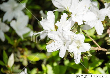 明るい春の日差しの下の満開の白色のつつじ　ロンドン郊外のリッチモンド・パークにて 126531737