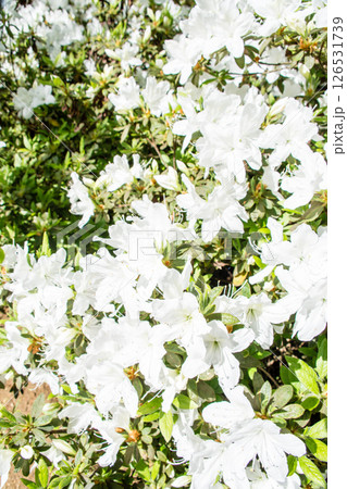 明るい春の日差しの下の満開の白色のつつじ　ロンドン郊外のリッチモンド・パークにて 126531739