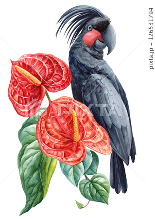 Palm Cockatoo with red anthurium flowers, tropical bird and floral watercolor illustration, exotic wildlife art isolated 126531794