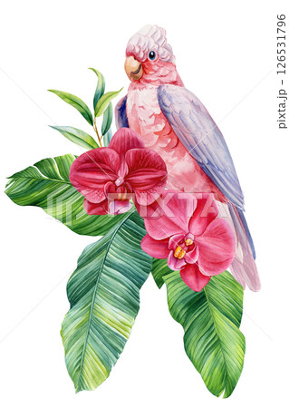 Pink Cockatoo Parrot with Tropical Orchid Flower and Palm Leaf, Watercolor Exotic Bird Floral Isolated Illustration 126531796