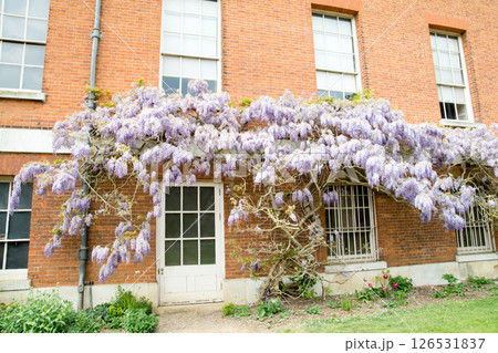 歴史的な赤レンガの建物脇にきれいに咲いた薄紫色の藤の花　ロンドン郊外のオスタリー・パークにて 126531837