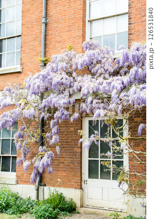 歴史的な赤レンガの建物脇にきれいに咲いた薄紫色の藤の花　ロンドン郊外のオスタリー・パークにて 126531840