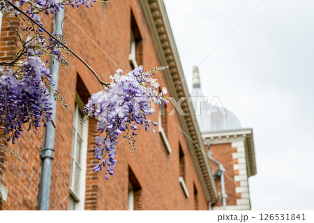 歴史的な赤レンガの建物脇にきれいに咲いた薄紫色の藤の花　ロンドン郊外のオスタリー・パークにて 126531841