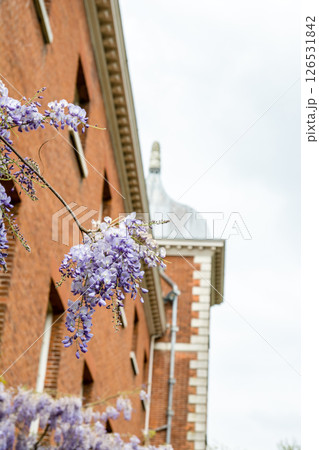 歴史的な赤レンガの建物脇にきれいに咲いた薄紫色の藤の花　ロンドン郊外のオスタリー・パークにて 126531842