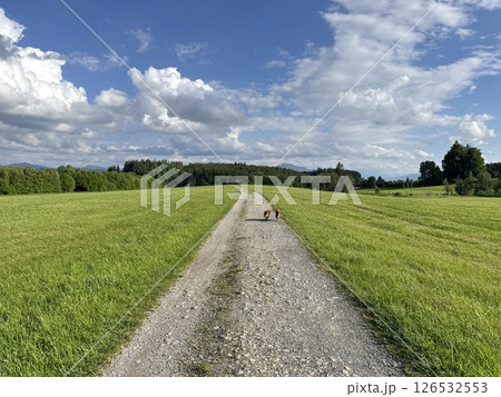 Road with a few dogs walking on it Road with a few dogs walking on it 126532553