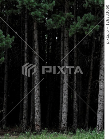 Dark Mysterious Evergreen Forest Trees Nature Scene Background art pine tall gray deep mood calm 126533060