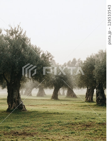 Serene Olive Grove Misty Morning Peaceful Landscape Tranquil Nature Scene Picturesque Olive Trees 126533543