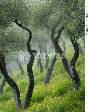 Misty Olive Grove Tranquil Scene Nature Photography Landscape Fog Art Calm Trees Green Field Twigs 126533545