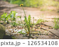 Dandelion pushing through wooden boards along a forest path on a sunny spring day, illustrating nature's remarkable strength and resilience in overcoming obstacles 126534108