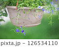 Vibrant purple lobelia erinus flowers cascading from a hanging planter enhance a garden with elegance and color, set against a serene, blurred green background 126534110