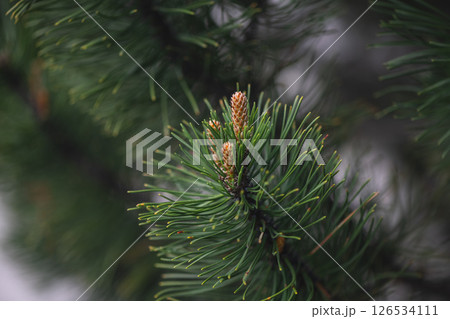 New pine cones are emerging on a branch of an evergreen tree, signaling the arrival of spring and the renewal of life in a serene natural setting 126534111
