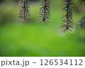 Spruce branches gently hanging down against a softly blurred green background, creating a serene and tranquil atmosphere with ample copy space for versatile use 126534112