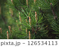 Close-up of fresh pine cones growing on evergreen branches, showcasing the vibrant green needles and delicate details of new growth in a natural spring setting 126534113