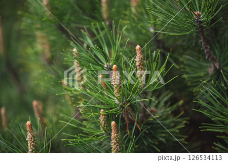 Close-up of fresh pine cones growing on evergreen branches, showcasing the vibrant green needles and delicate details of new growth in a natural spring setting 126534113