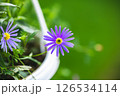 Vibrant purple swan river daisy flower blooming in a white pot, adding a splash of color to a blurred green garden background, creating a peaceful and natural scene 126534114