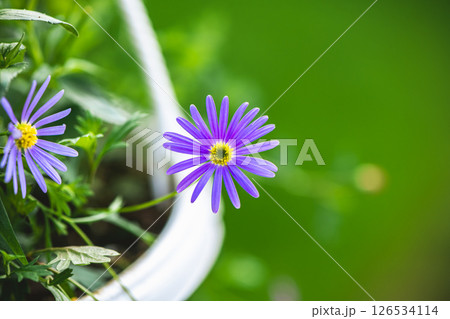 Vibrant purple swan river daisy flower blooming in a white pot, adding a splash of color to a blurred green garden background, creating a peaceful and natural scene 126534114