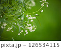 Small white flowers are blooming on a branch, creating a beautiful contrast against the blurred green background, evoking feelings of springtime freshness and natural beauty 126534115