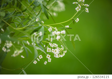 Small white flowers are blooming on a branch, creating a beautiful contrast against the blurred green background, evoking feelings of springtime freshness and natural beauty 126534115