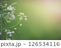Small white flowers are blooming on a branch, creating a beautiful contrast against the blurred green background, evoking feelings of springtime freshness and natural beauty 126534116