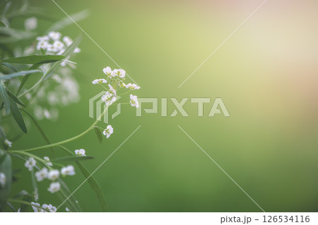 Small white flowers are blooming on a branch, creating a beautiful contrast against the blurred green background, evoking feelings of springtime freshness and natural beauty Small white flowers are blooming on a branch, creating a beautiful contrast against the blurred green background, evoking feelings of springtime freshness and natural beauty 126534116
