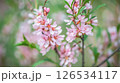 Beautiful pink almond and sakura flowers adorn the branch, heralding the arrival of spring with their delicate petals and bright color on a soft green background. 126534117